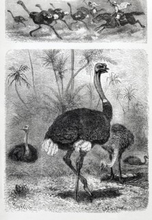 Common ostrich (Struthio camelus), historical book illustration