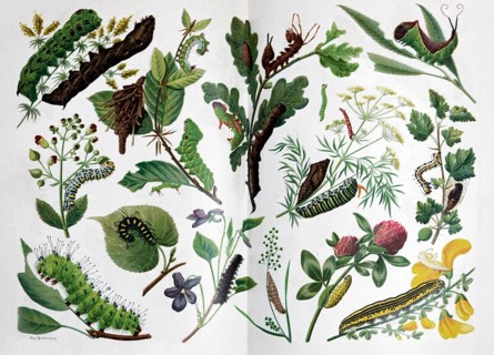Plate Caterpillars, different species, historical book illustration, colour lithograph