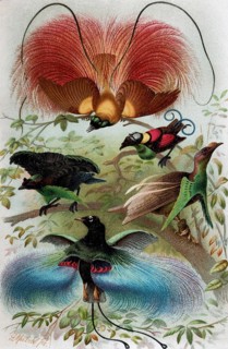 Plate Birds of Paradise, Paradisea rubra, Lophorina superba, Schlegelia Wilsoni, Semioptera