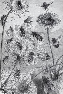 Types of flies, historical book illustration, wood engraving