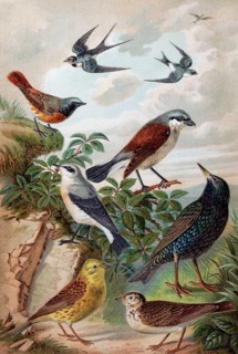 Plate of Central European songbirds, swallow, redstart, yellowhammer, lark, starling, historical