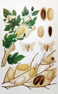 Plate silk moth or mulberry moth (Bombyx mori), male, female, caterpillar, cocoon, pupa, historical
