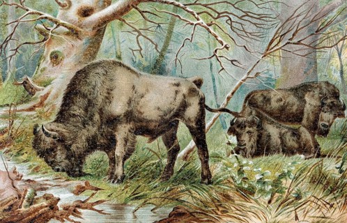 Plate bison, European bison (Bison bonasus), historical book illustration, colour lithograph
