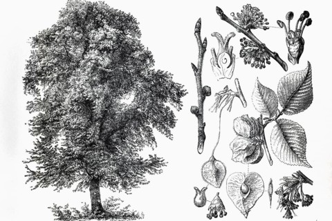 Mountain elm (Ulmus montana), tree, leaves, buds, historical book illustration, wood engraving