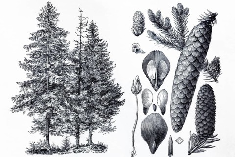 Spruce (Picea vulgaris), tree and cones, historical book illustration, wood engraving