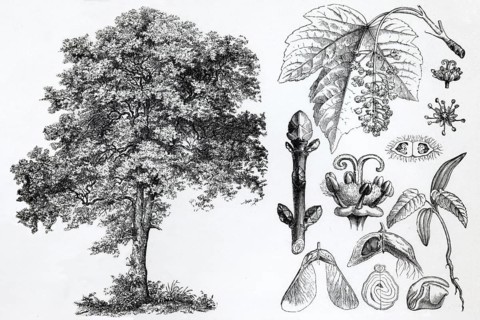 Sycamore maple (Acer pseudoplatanus), tree, leaves, buds, historical book illustration, wood