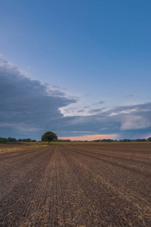 View along a freshly harrowed field to a single tree in the evening light, Husum, Nienburg, Lower