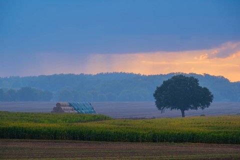 View across fields to a tree and covered round bales in the evening light, Husum, Nienburg, Lower