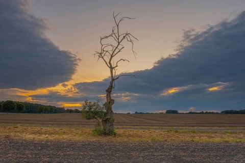 Photograph of a withered tree standing at the edge of a field in the evening light, Husum,