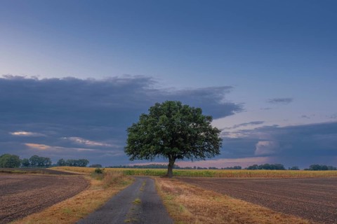 View along a country lane to a tree standing at the edge of a field in the evening light, Husum,