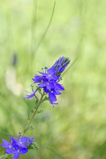 Veronica teucrium (Veronica teucrium) blue flower at the edge of a field hedge, Lahnstein,