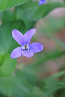 Wood violet (Viola reichenbachiana) between leaves on the forest floor, spring bloomer, spring,