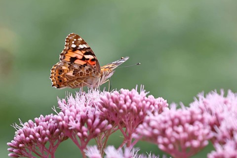 Thistle butterfly (Vanessa cardui), on Hemp agrimony (Asteraceae), Wilnsdorf, North