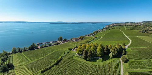 Aerial view, panorama of the Lerchenberg, vineyard, vineyard slope with the war graves and memorial