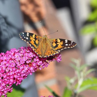 Thistle butterfly (Vanessa cardui) on a Buddleja davidii flower, Wilnsdorf, North Rhine-Westphalia,