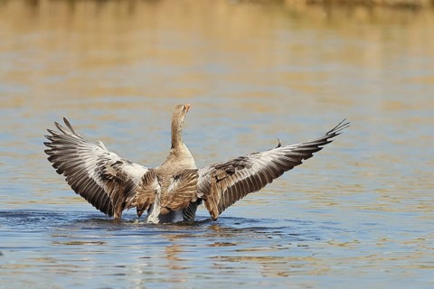 Greylag goose (Anser anser), flapping its wings on a pond, Wagbachniederung nature reserve,