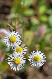 Annual ragweed (Erigeron annuus), by the wayside in a field, Wilnsdorf, North Rhine-Westphalia,