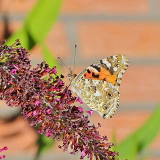 Thistle butterfly (Vanessa cardui) on a Buddleja davidii flower, wings closed, underside of wings,