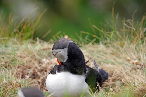 Puffin sitting in the grass, depicted with vivid feather colours, Sumburgh Head, Shetland Islands,