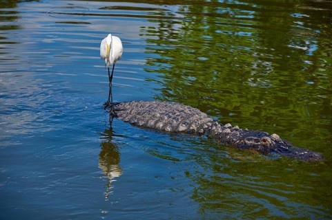 Great Egret (Egretta alba), on an American Alligator (Alligator mississippiensis), in calm water