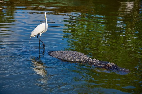 Great Egret (Egretta alba), standing next to a large American Alligator (Alligator