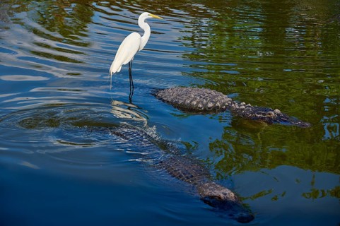 Great Egret (Egretta alba), standing next to swimming American Alligator (Alligator