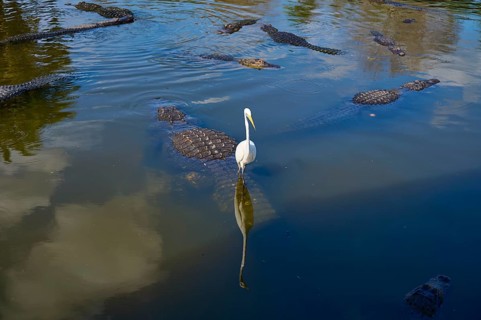 Several American Alligator (Alligator mississippiensis), and a single Great Egret (Egretta alba),