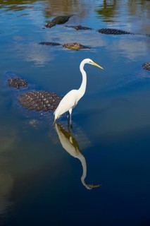 Great Egret (Egretta alba), standing next to an American Alligator (Alligator mississippiensis), in