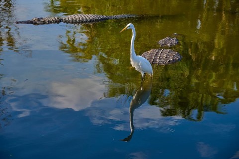 A quiet moment with a Great Egret (Egretta alba), and American Alligator (Alligator