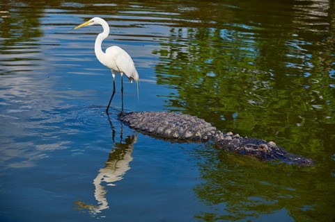 Great Egret (Egretta alba), standing next to an American Alligator (Alligator mississippiensis), in