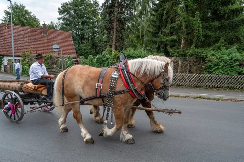 Two Haflinger horses pull the church tree to the fairground, Eckenhaid, Middle Franconia, Bavaria,