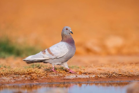 Rock dove (Columba livia) on a farmers field at a water pool, Belchite, Aragon, Saragossa, Spain