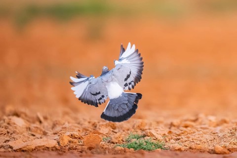 Rock dove (Columba livia) flying on a farmers field, Belchite, Aragon, Saragossa, Spain
