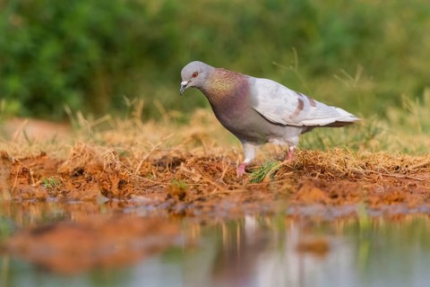 Rock dove (Columba livia) on a farmers field, Belchite, Aragon, Saragossa, Spain