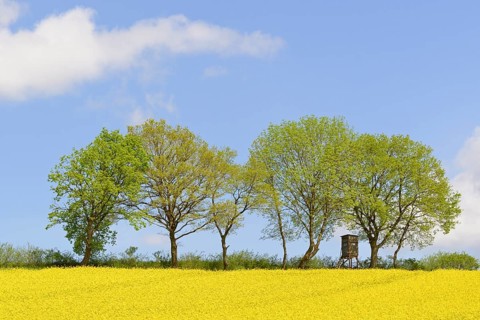 Deciduous trees, row of trees at a flowering rape field (Brassica napus), blue cloudy sky, North