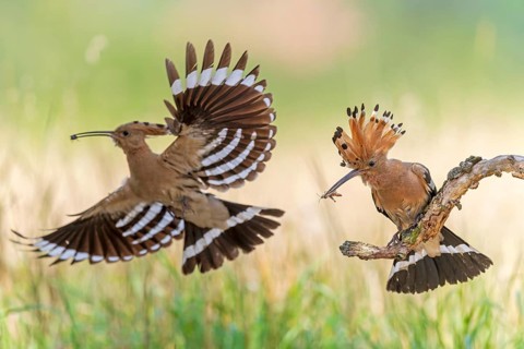 Hoopoe (Upupa epops) Bird of the Year 2022, male with food for his female, bridal gift, pair