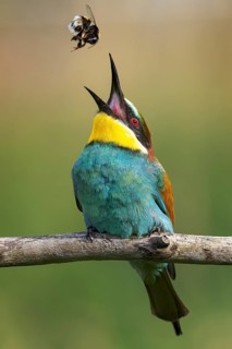 Bee-eater (Merops apiaster) newcomer in Saxony-Anhalt, blaze of colour, approaching, flying, wings