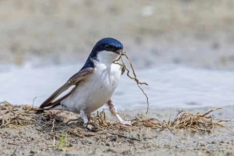 Common house martin, northern house martin (Delichon urbicum) collecting mud in beak from puddle