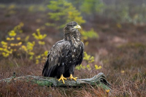 White-tailed eagle, Eurasian sea eagle (Haliaeetus albicilla) adult perched on fallen branch in