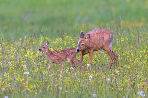 European roe deer (Capreolus capreolus) female, doe sniffing single fawn in meadow, grassland with