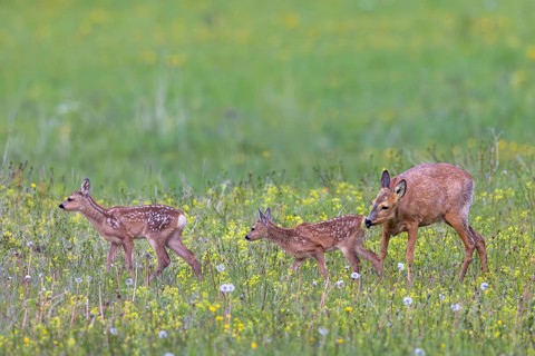 European roe deer (Capreolus capreolus) female, doe sniffing two fawns in meadow, grassland with