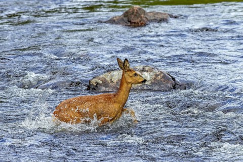 European roe deer (Capreolus capreolus) female, doe crossing fast-flowing water of stream, river in
