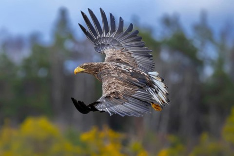 White-tailed eagle, Eurasian sea eagle, erne (Haliaeetus albicilla) juvenile in flight over