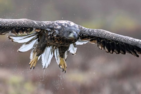 White-tailed eagle, Eurasian sea eagle, erne (Haliaeetus albicilla) soaking wet juvenile flying