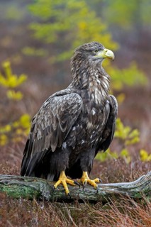 White-tailed eagle, Eurasian sea eagle (Haliaeetus albicilla) adult perched on fallen branch in