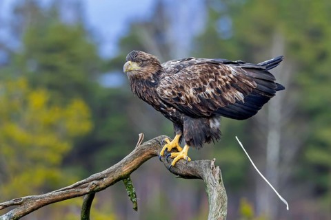 White-tailed eagle, Eurasian sea eagle (Haliaeetus albicilla) adult pooping from tree branch in