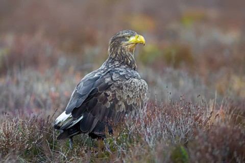 White-tailed eagle, Eurasian sea eagle (Haliaeetus albicilla) adult on the ground in moorland,