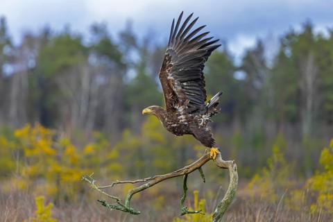 White-tailed eagle, Eurasian sea eagle (Haliaeetus albicilla) juvenile taking off from fallen