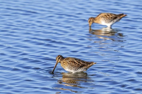 Two common snipes (Gallinago gallinago) foraging in shallow water by probing soft mud in pond in