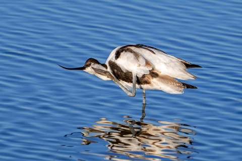 Pied avocet (Recurvirostra avosetta) scratching head with leg in shallow water of pond in evening